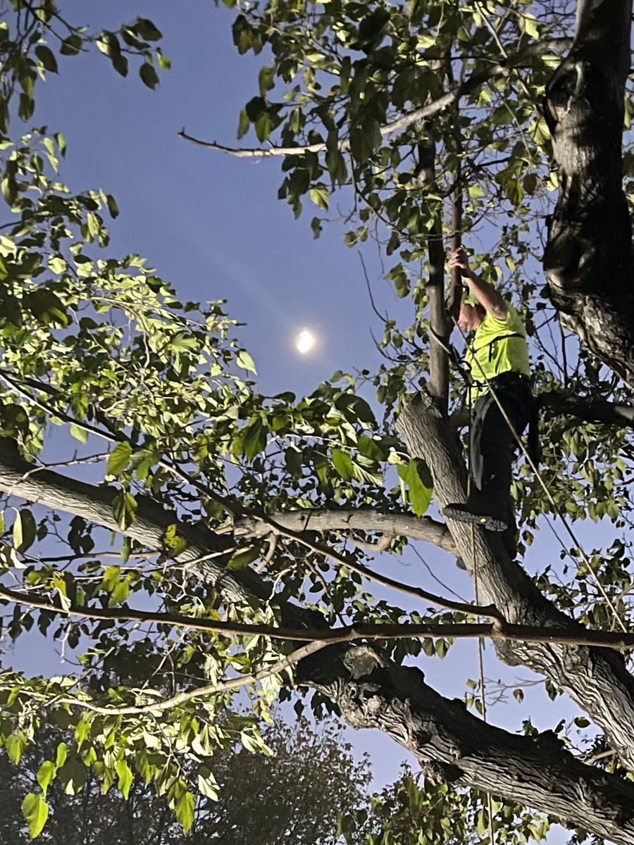 Pruning for TLC Professional Tree Service in Bedford, TX