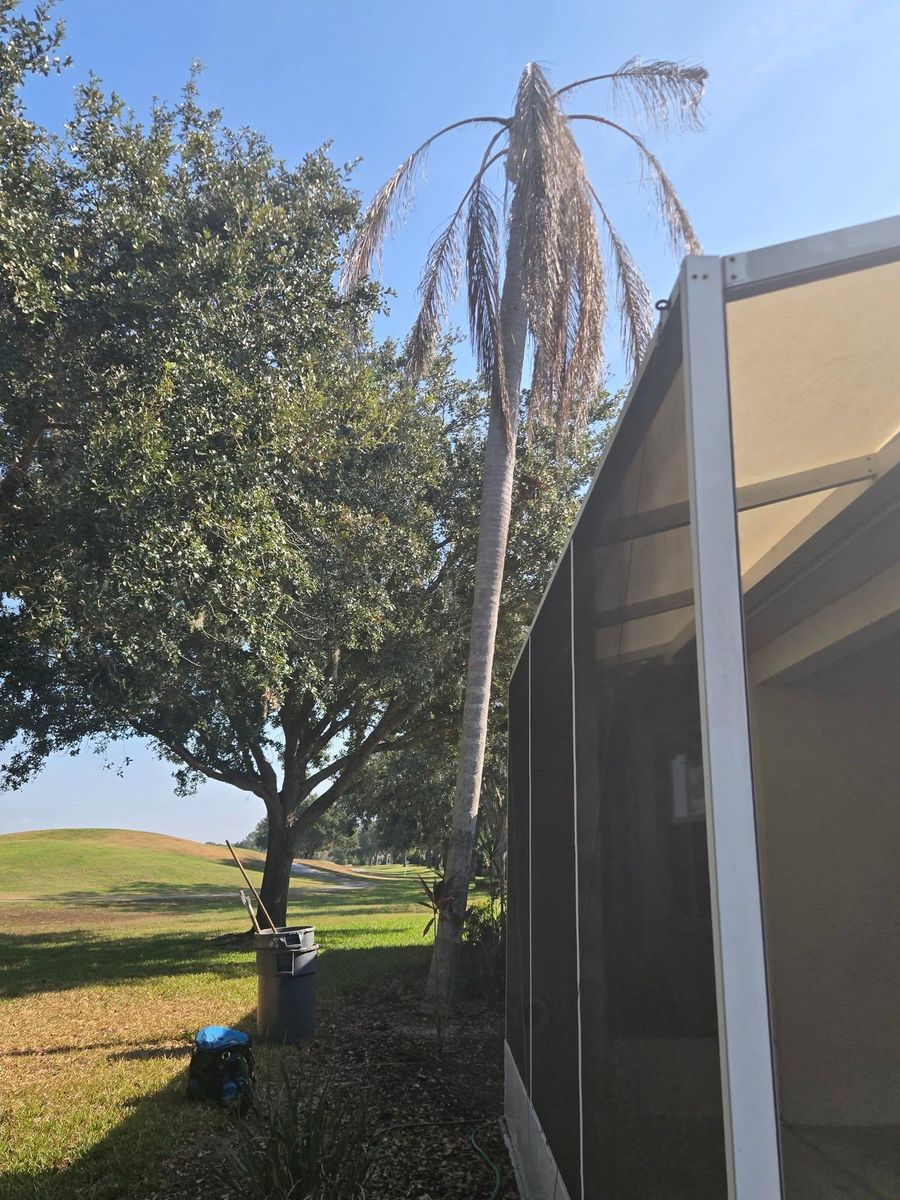 Tree Pruning for TREE BOYS in Ruskin, FL