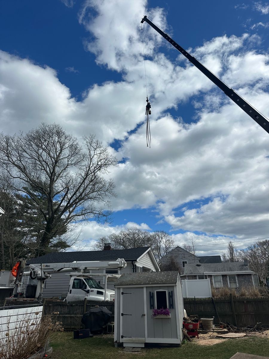 Tree Removal for Powells Tree Service Inc. in Cape Cod, MA