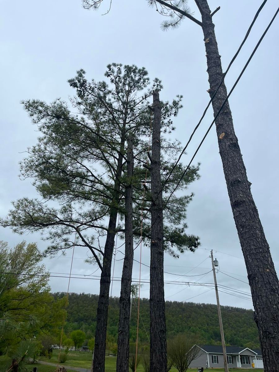 Tree Trimming for Scott’s Tree Service, LLC in Winchester, VA