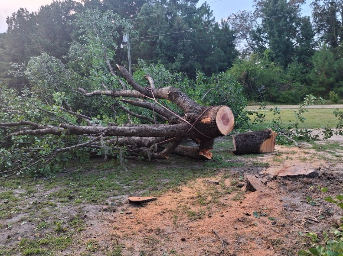 Stump Removal for Hawkins Tree Service & Land Management in Richmond Hill, GA