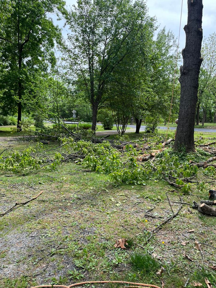 Tree Removal for Scott’s Tree Service, LLC in Winchester, VA