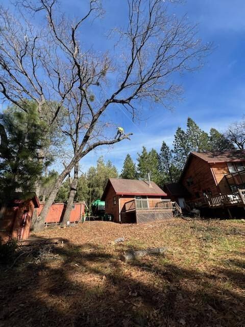 Hazardous Tree Services for George Staddan's Professional Tree Care in Placerville, CA