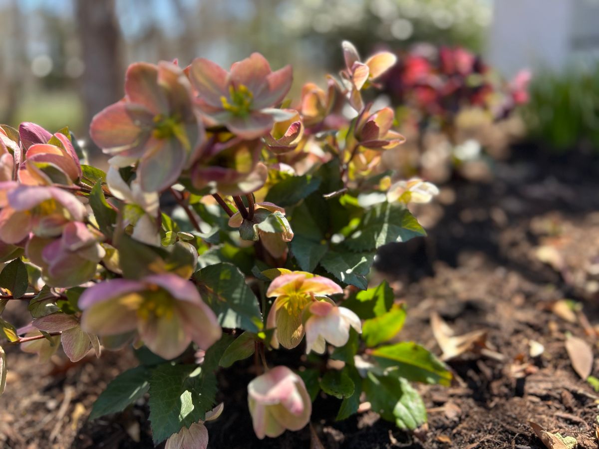 Landscape Design / Installations for Christina King Landscape Design in Raleigh, NC