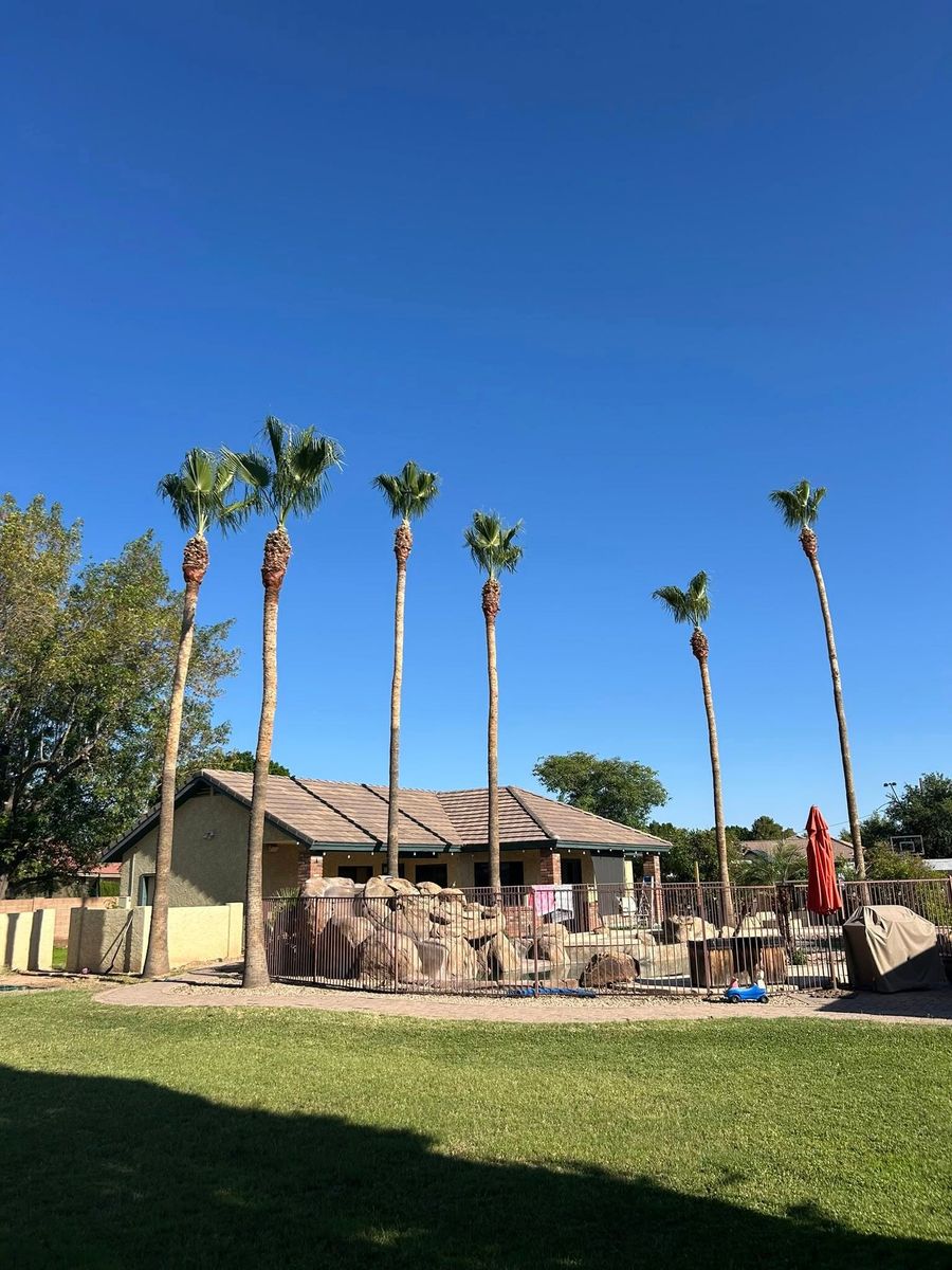Palm Tree Removal for Copperhead Solution in Phoenix, Arizona