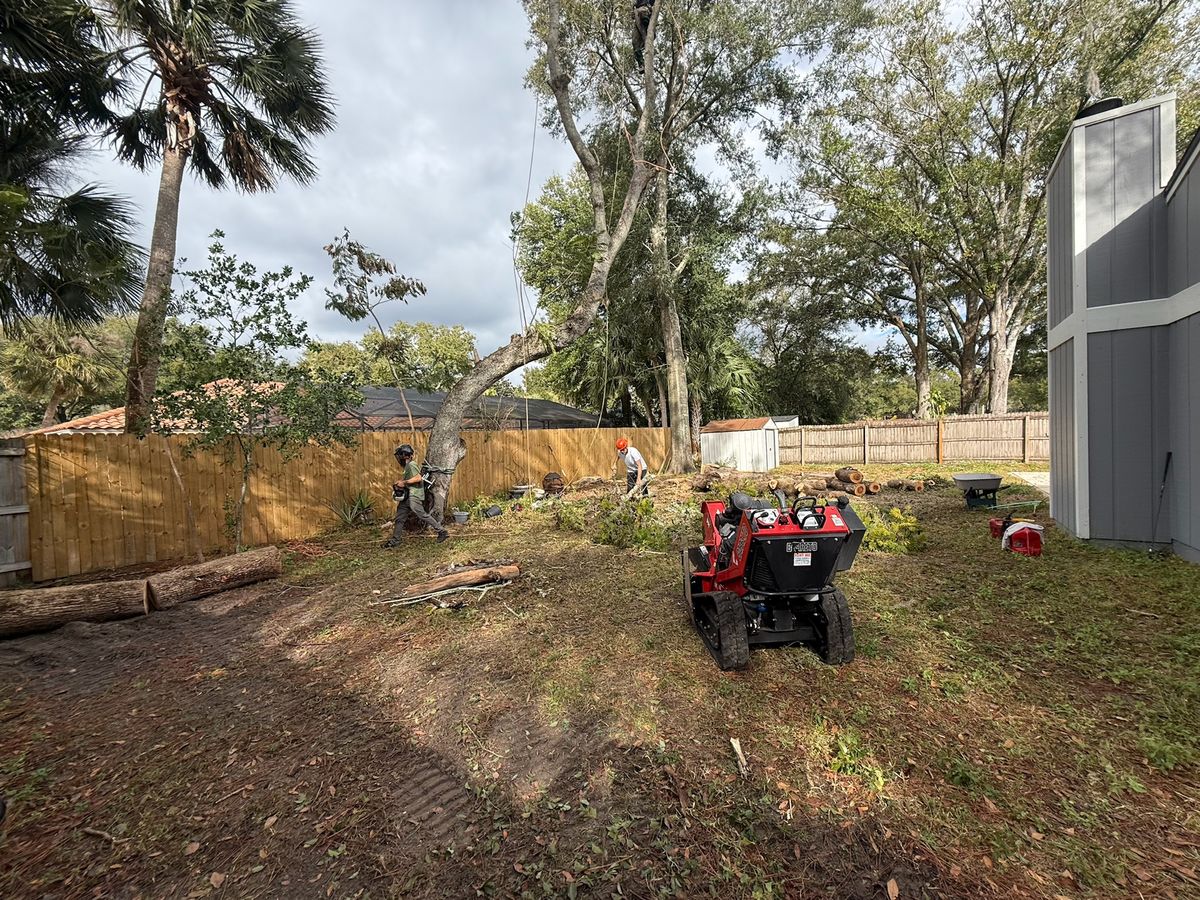 Tree Pruning for Amerigrown Tree And Lawn in Apopka, FL