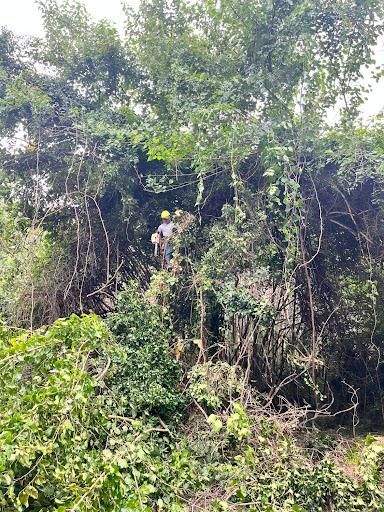 Tree Removal for Ricky's Tree Service & Property Care in Orange, VA
