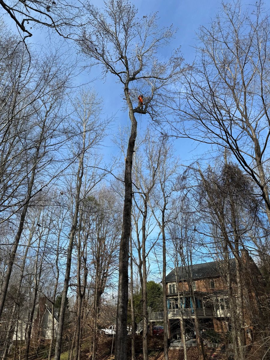 Tree Trimming for DW’s Tree Service in Winston-Salem, NC