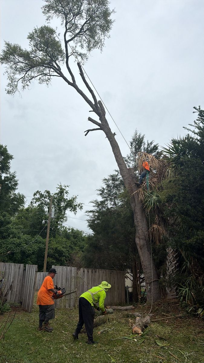 Tree Removal for All Around Guys Tree Service in Ocala, FL