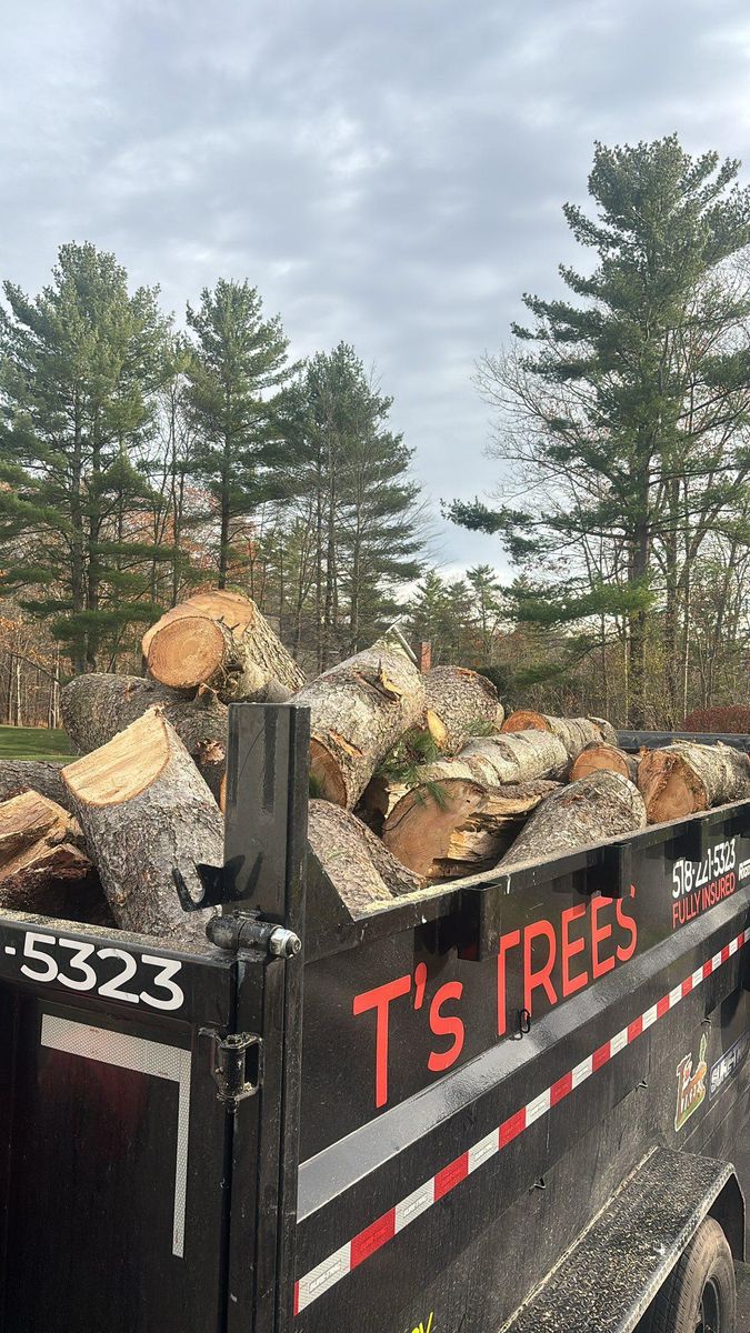 Tree Removal for T's Trees in Albany, NY