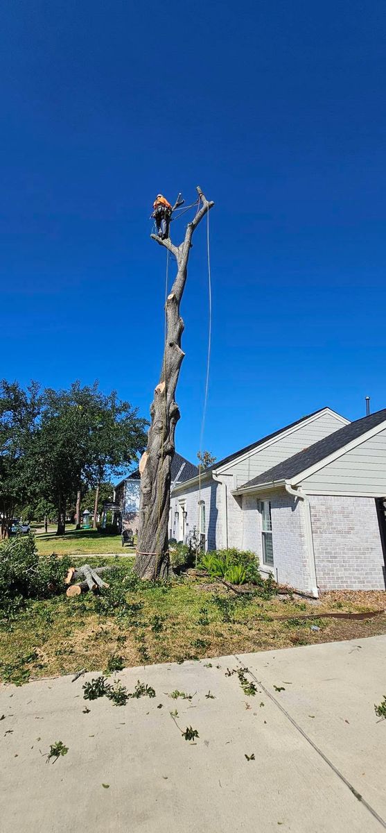 Tree Removal for Servin's Tree Care  in Houston, TX