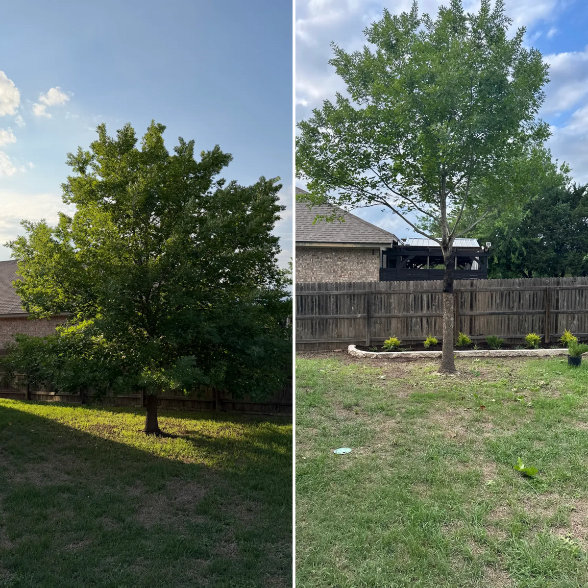 Tree Trimming Care for DR Landscape in San Antonio, TX