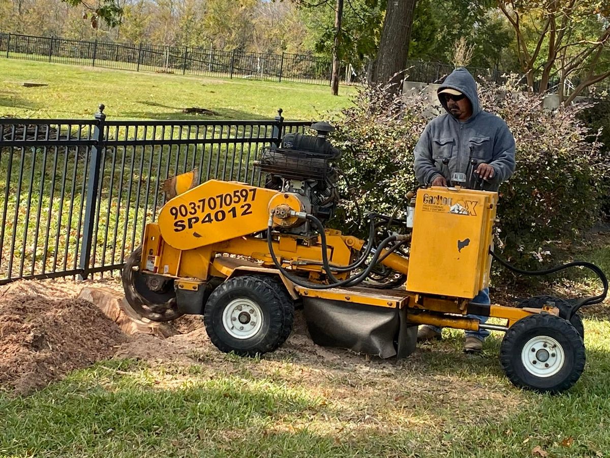 Stump Removal for Reymundo's Tree Service in Brownsboro, TX