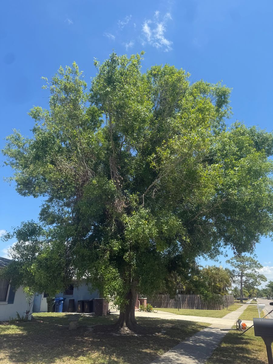 Tree Removal for Damian’s Tree Care in Sarasota, FL