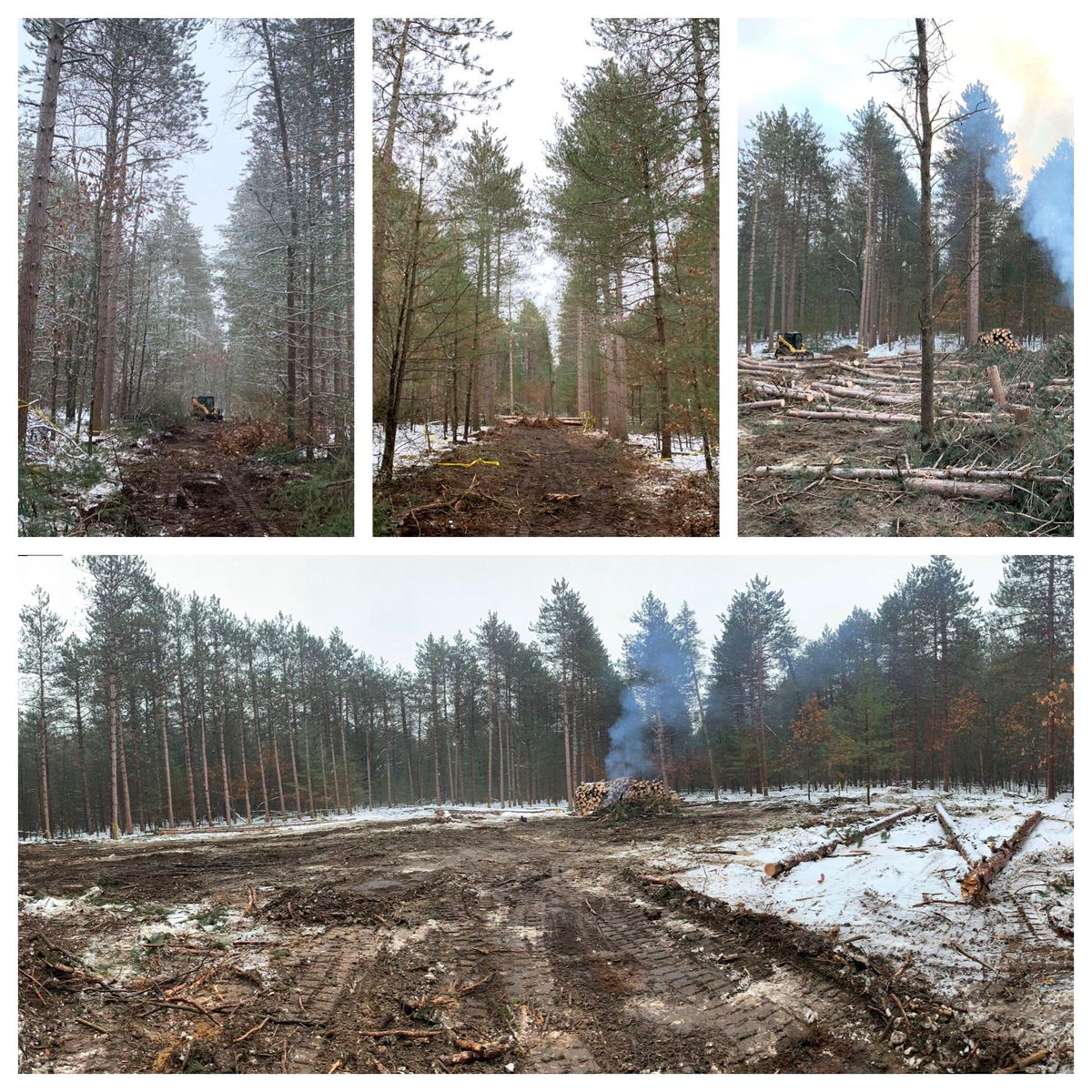 Forestry Mulching & Tree Removal for Palmer Property Services in Middleville, MI