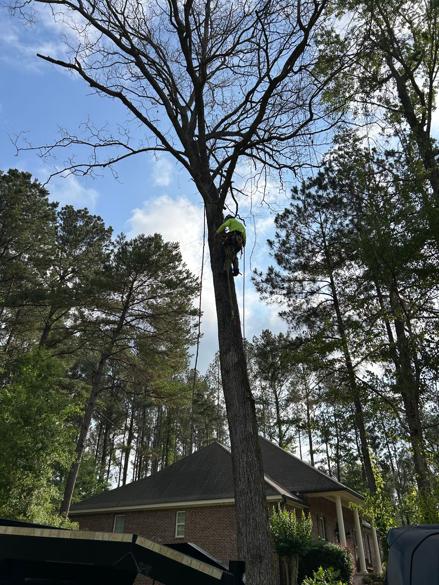 Tree Services for Broadway & McMullen Construction in Hattiesburg, MS
