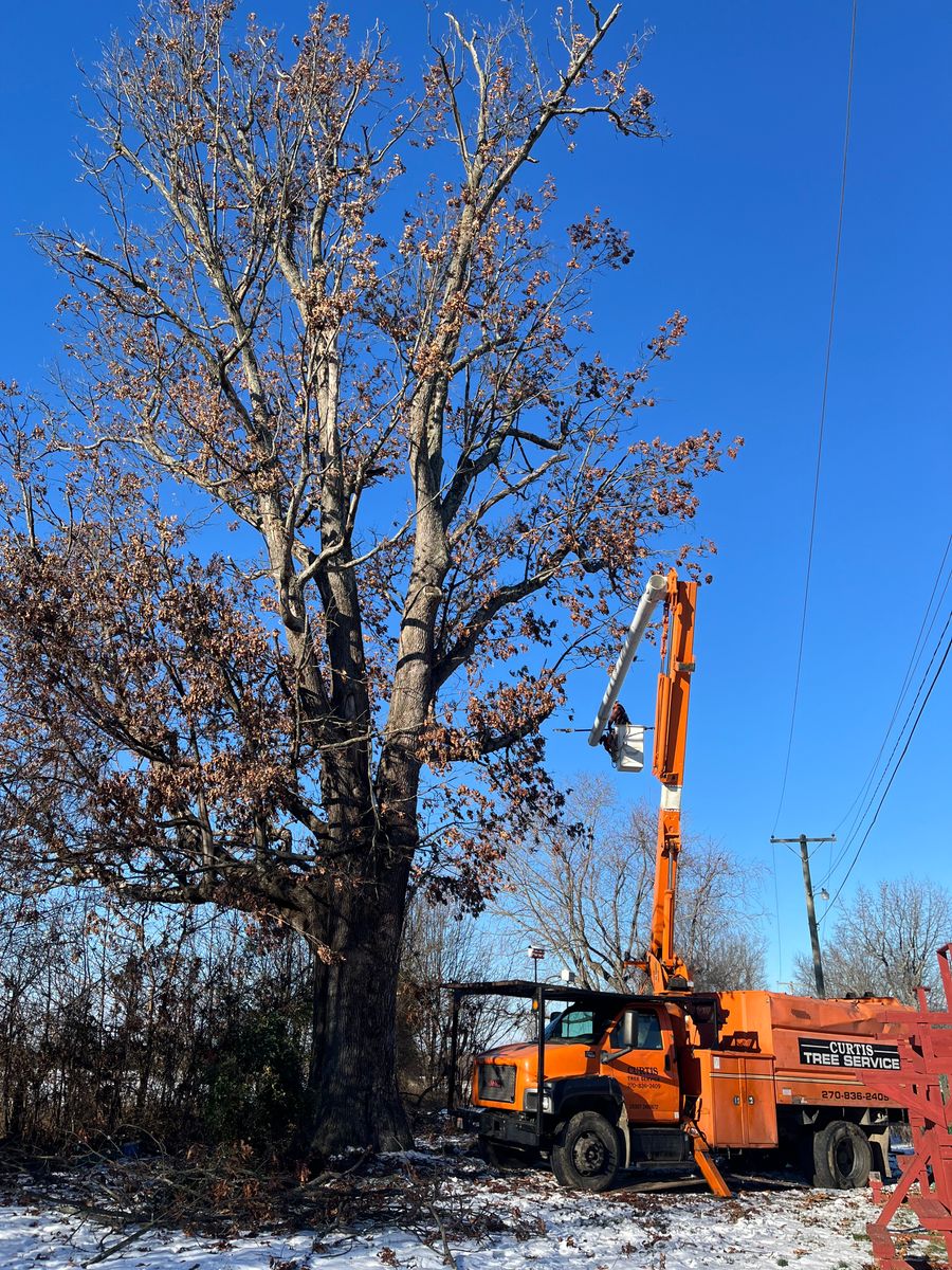 Tree Trimming for Curtis Tree Service LLC in Hopkins County, KY