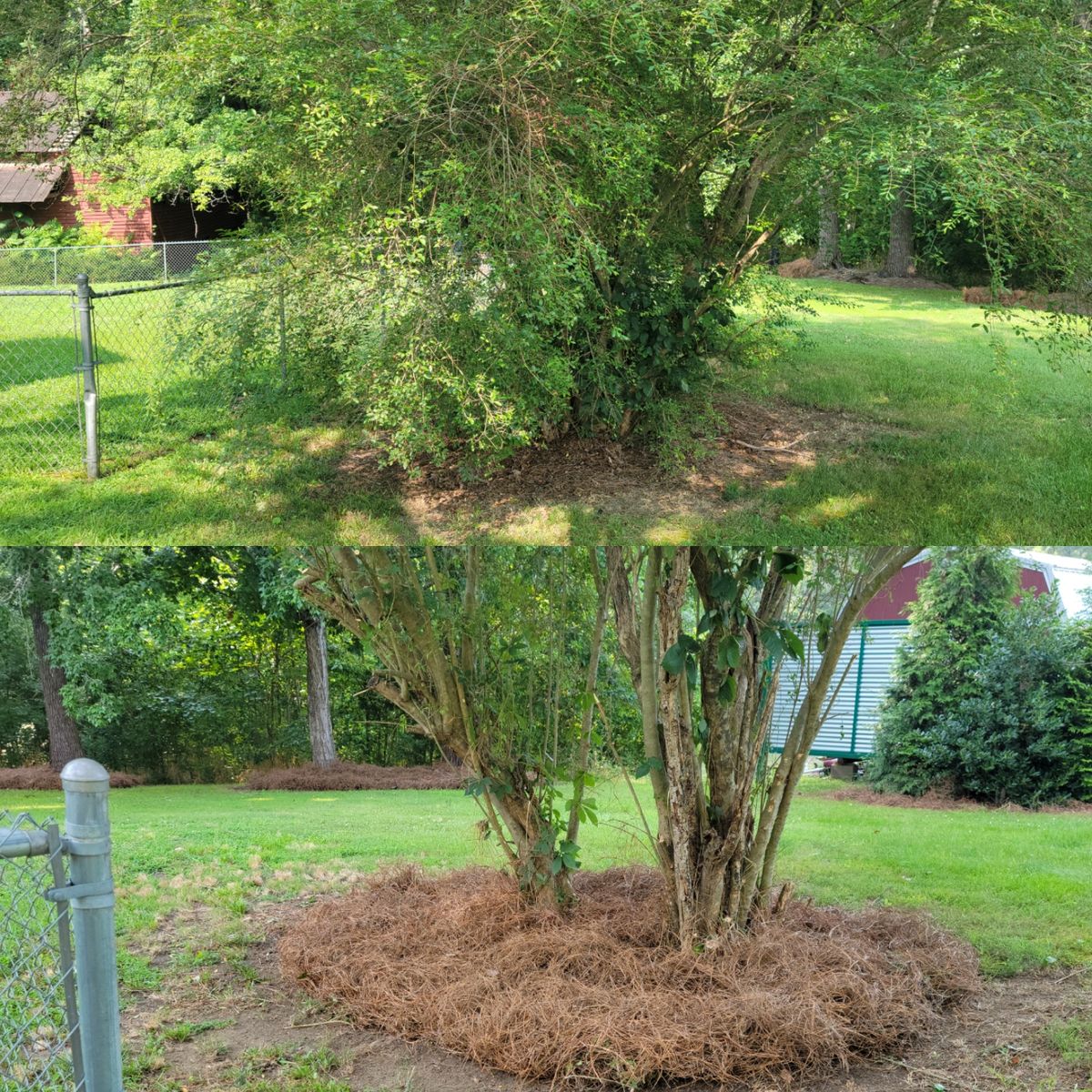 Tree Pruning for Piedmont Lawn and Landscaping in Lexington, NC