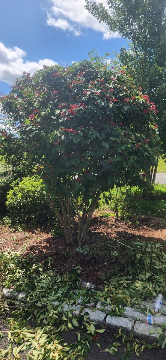 Tree & Shrub Care for Cristians Maintenance and Hardscaping llc in Bedminster, NJ