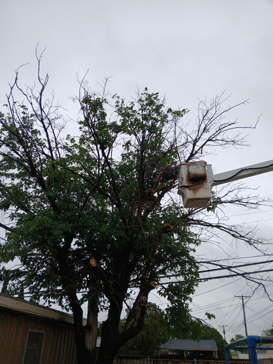 Tree Service for Stone's Tree Services and Landscaping in Midland, TX