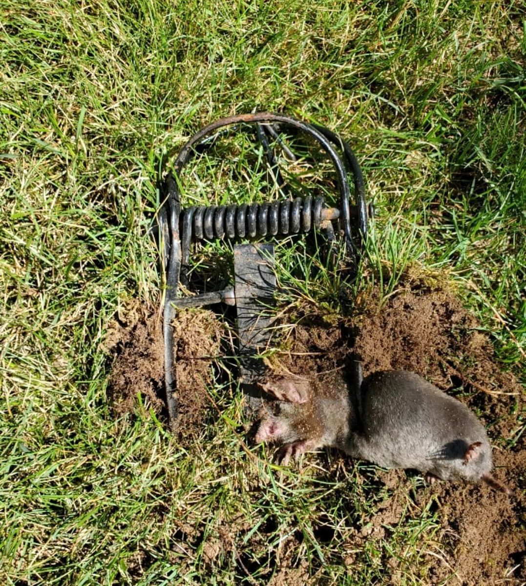 Pest Control for All-In Pest Control & Home Solutions in Worthington, IN