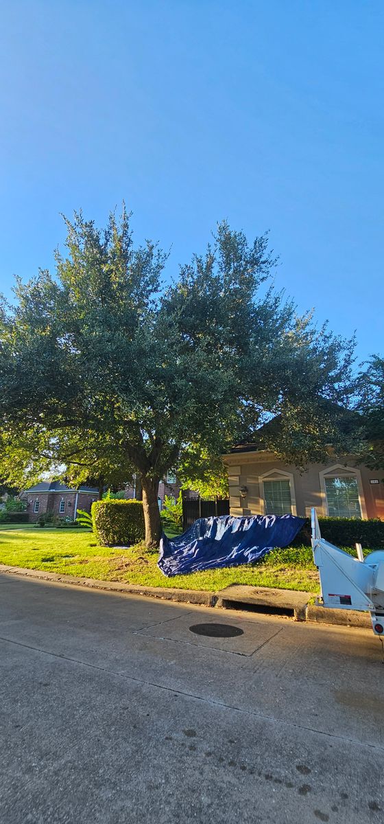 Tree Trimming for Servin's Tree Care  in Houston, TX