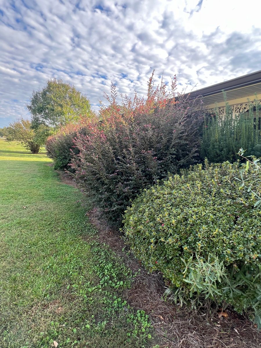 Hedge Trimming for LC Lawn Care & Landscaping in Canon, GA