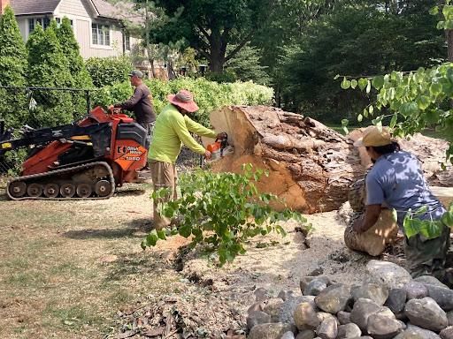 Tree Removal for Village Tree Service  in Whitestown, IN