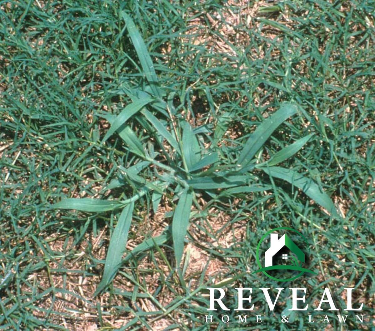 Weed Control for Reveal Home & Lawn in Brunswick, GA