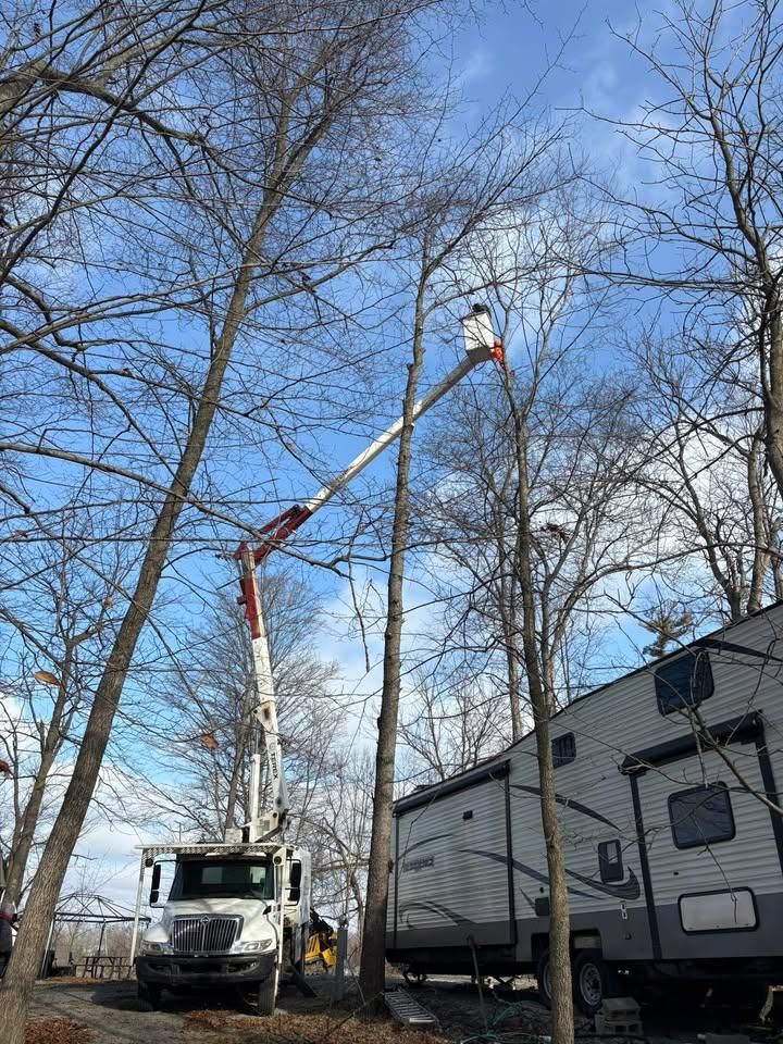 Tree Trimming for Dig-It Tree Company in Mason, OH