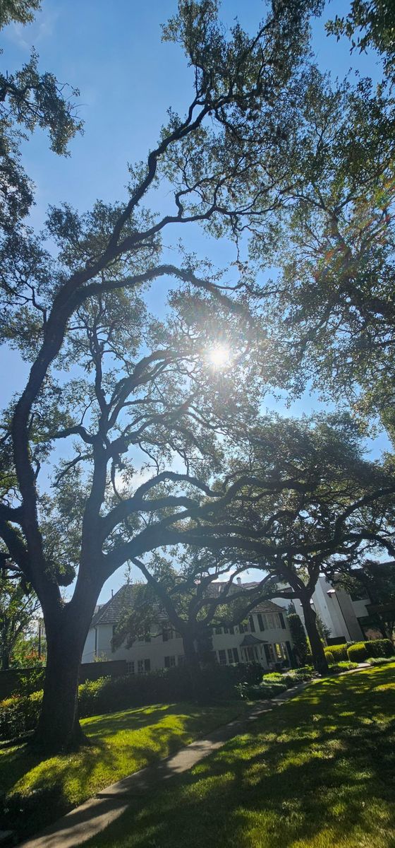 Shrub Trimming for Servin's Tree Care  in Houston, TX