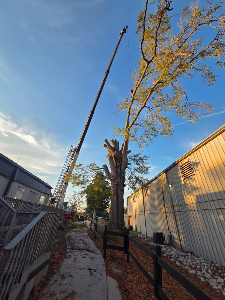Tree Removal for Trees Unlimited of the CSRA in Augusta, GA