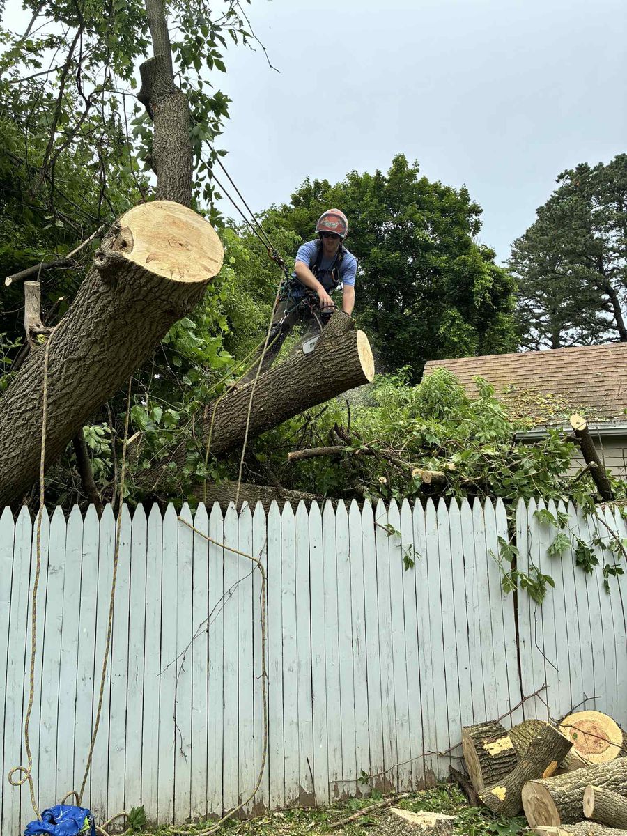 Tree Pruning for T's Trees in Albany, NY