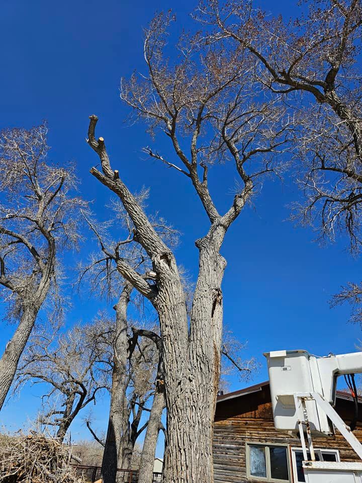 Tree Trimming for Two Fellers Tree Service in Buffalo, WY
