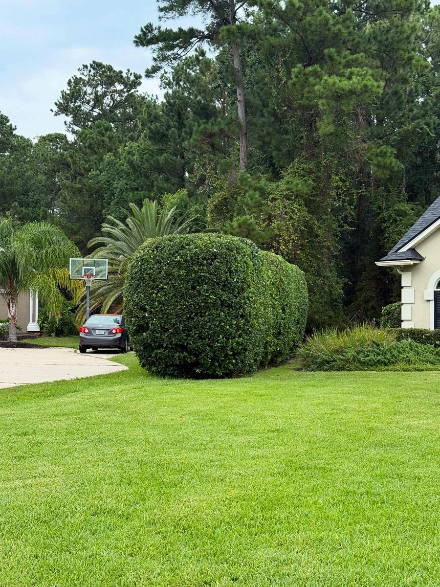 Shrub Trimming for Whole 9 Yards Services in Green Cove Springs, FL