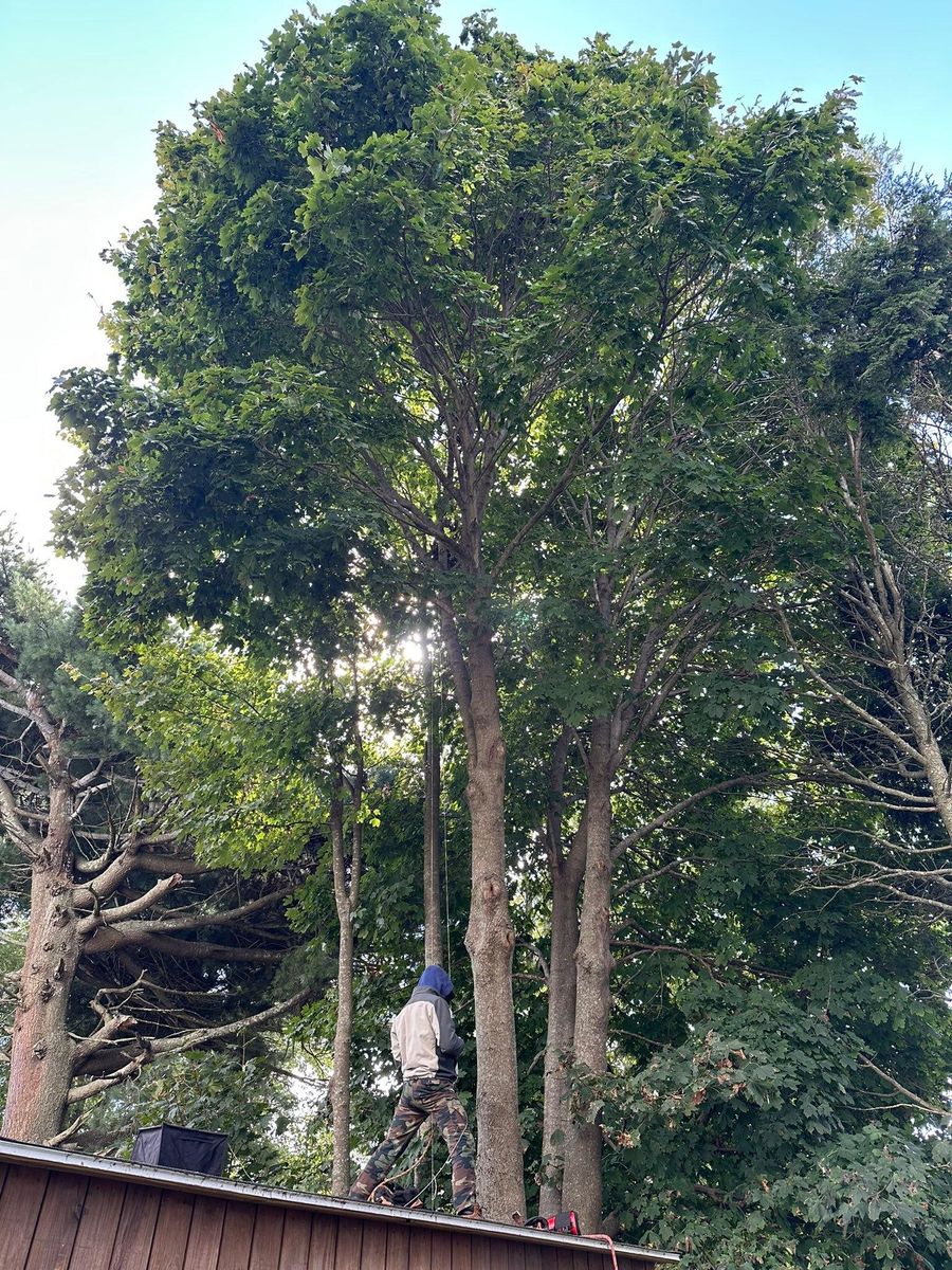 Tree Trimming for Silver City Tree and Landscape in Taunton, MA