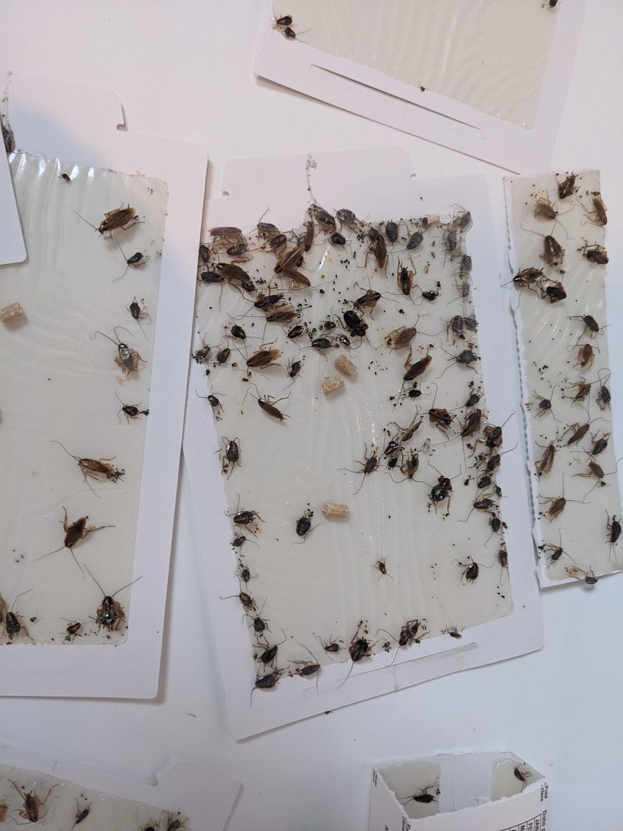 Cockroach Extermination for Bug Blasterz LLC in Huntsville, AL