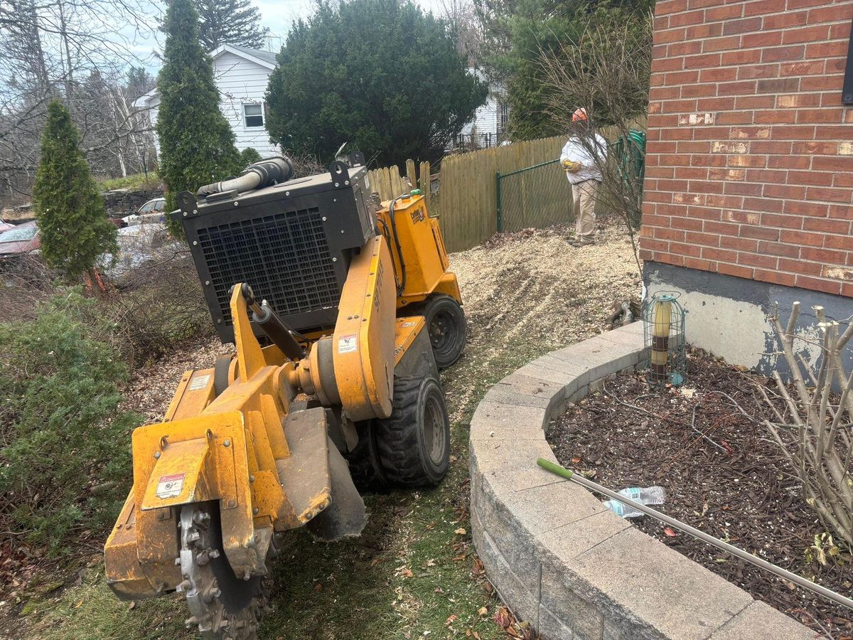 Tree Removal for T's Trees in Albany, NY