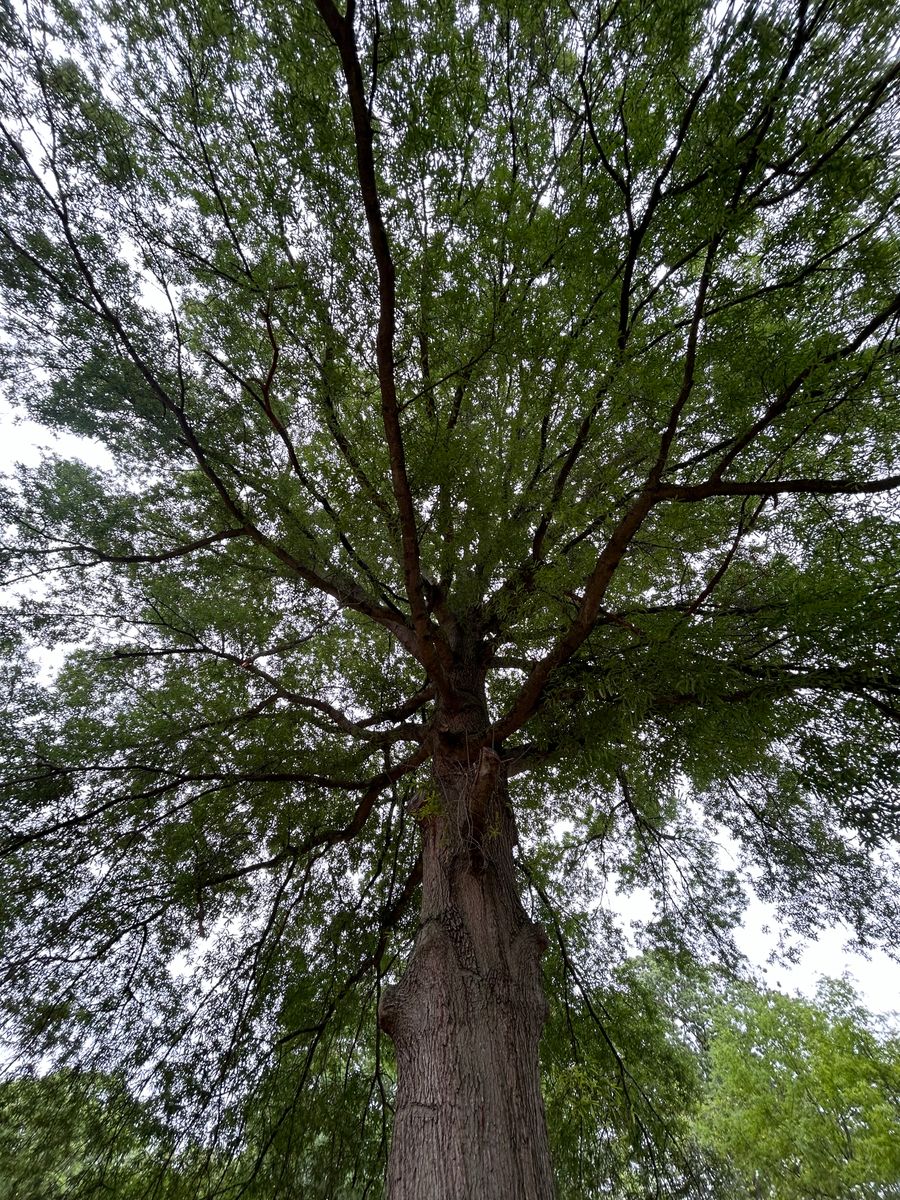 Tree Trimming for Hingewood Tree Service in Salem, NJ