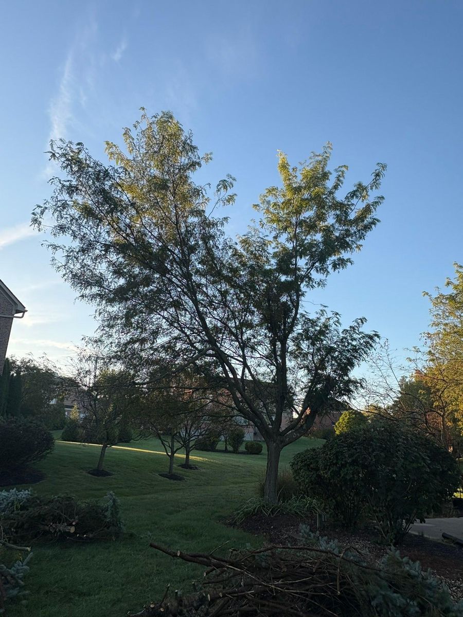 Tree Trimming for Dig-It Tree Company in Mason, OH