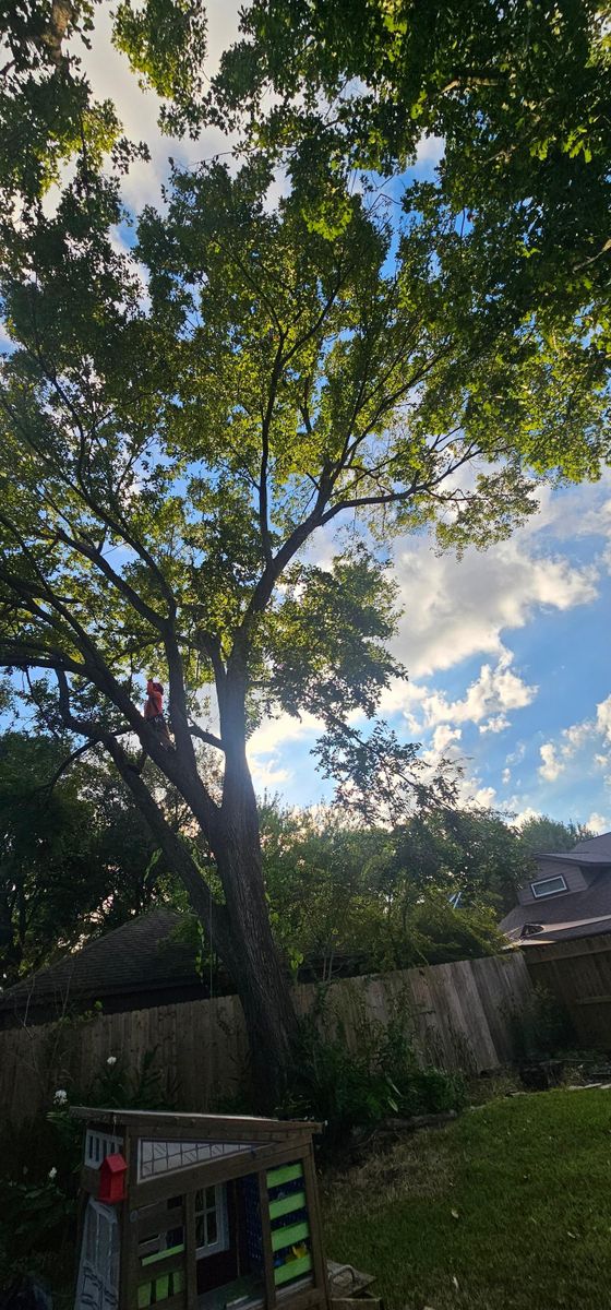 Tree Removal for Servin's Tree Care  in Houston, TX