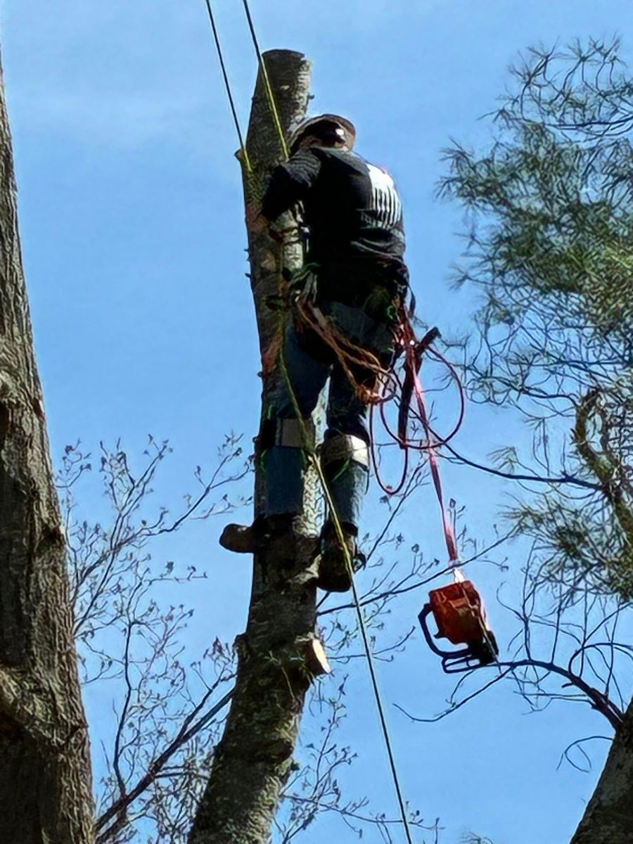 Tree Removal for Skys The Limit Tree Management in Morehead, KY