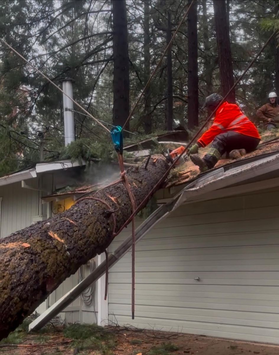 Tree Trimming for Tyco Forest Management in Placerville, CA