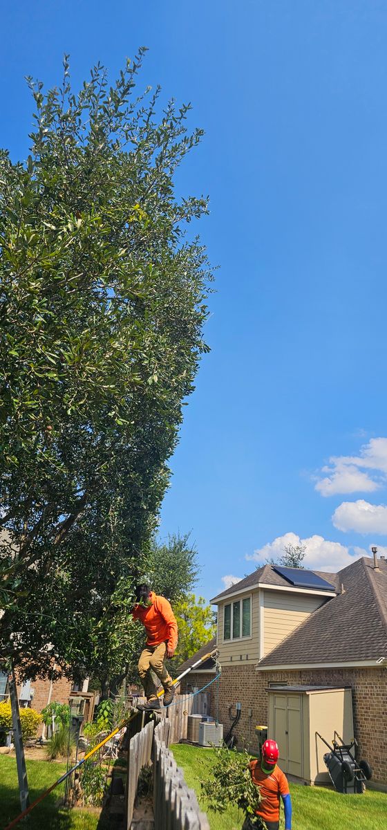 Tree Trimming for Servin's Tree Care  in Houston, TX