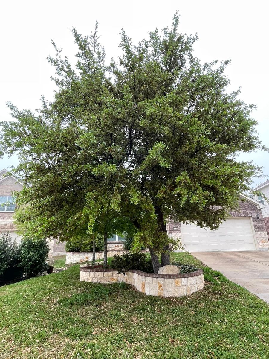 Tree Trimming for Z’s Trees LLC in Grey Forest, TX