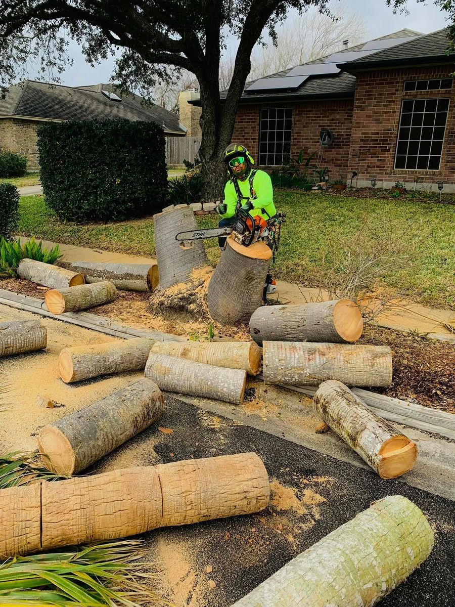 Tree Removal for Johnnys Pro Cutters in Corpus Christi, TX