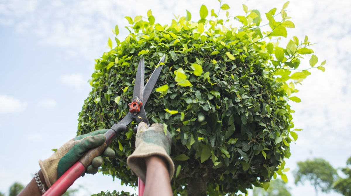 Tree Trimming for Powell Environmental Services in Deltona, FL