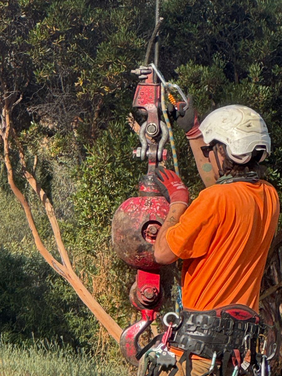 Tree Services for The Tree Fairy in Julian, CA