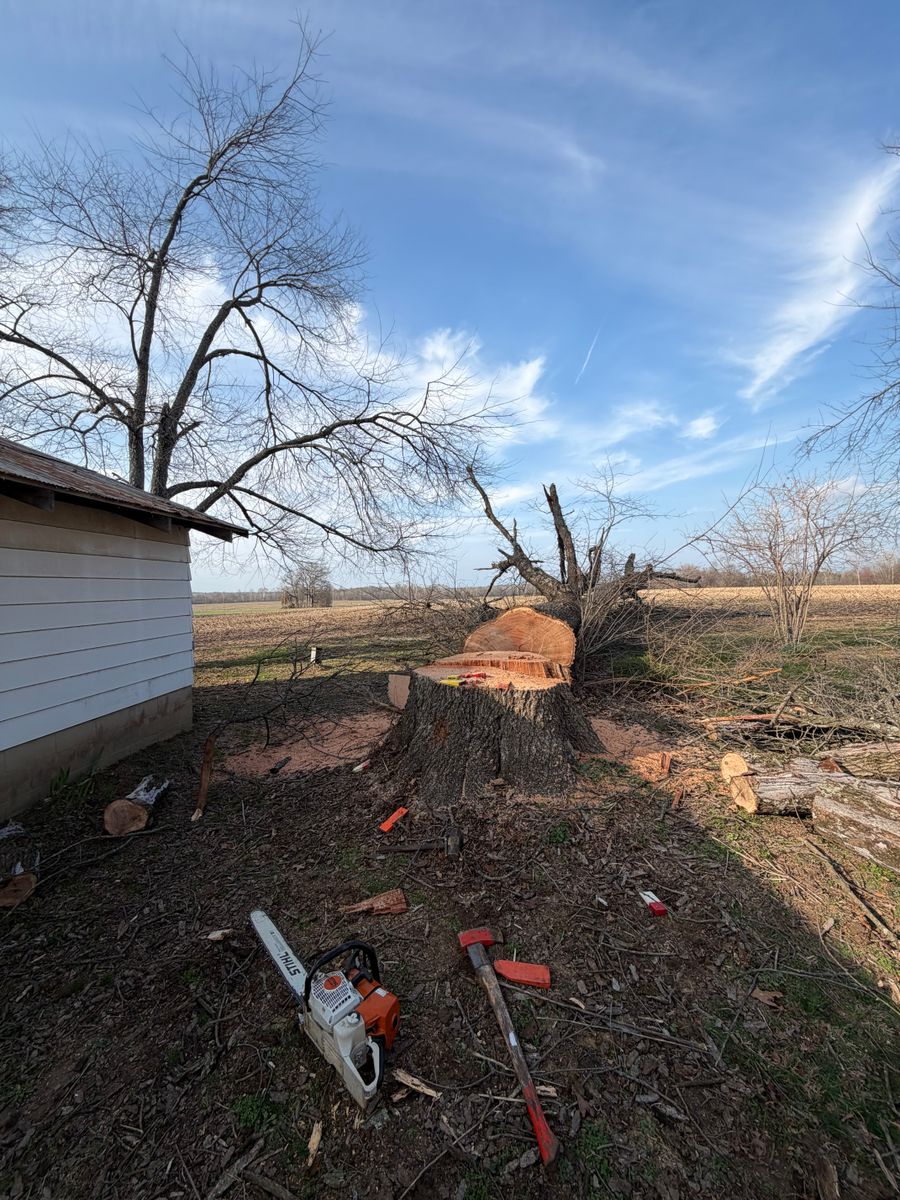 Tree Removal for Kadin’s Tree Service in North Vernon, IN