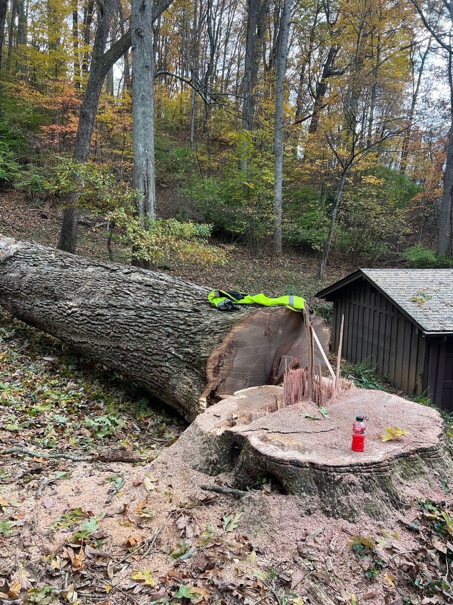 Tree Removal for Ground To Sky Tree Care in Asheville, North Carolina